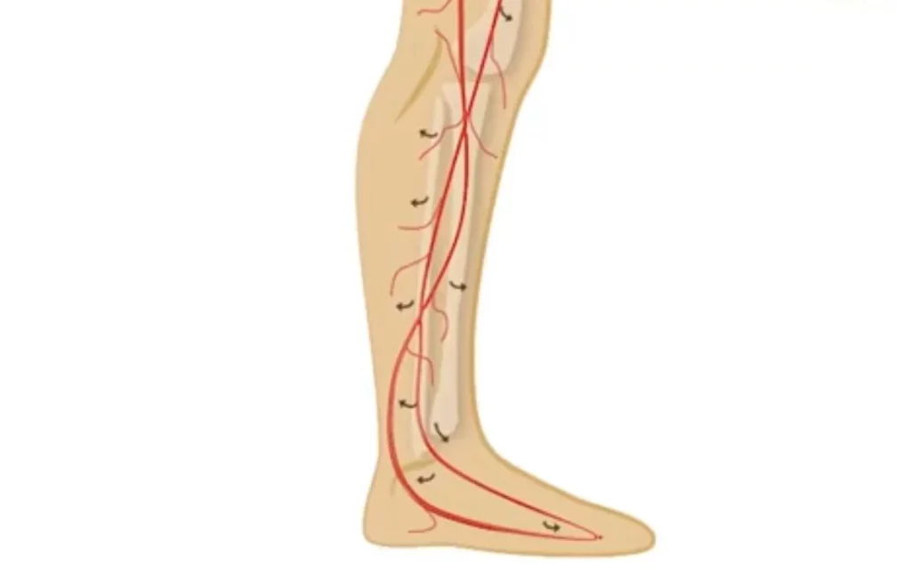 Recognizing Symptoms of Poor Circulation